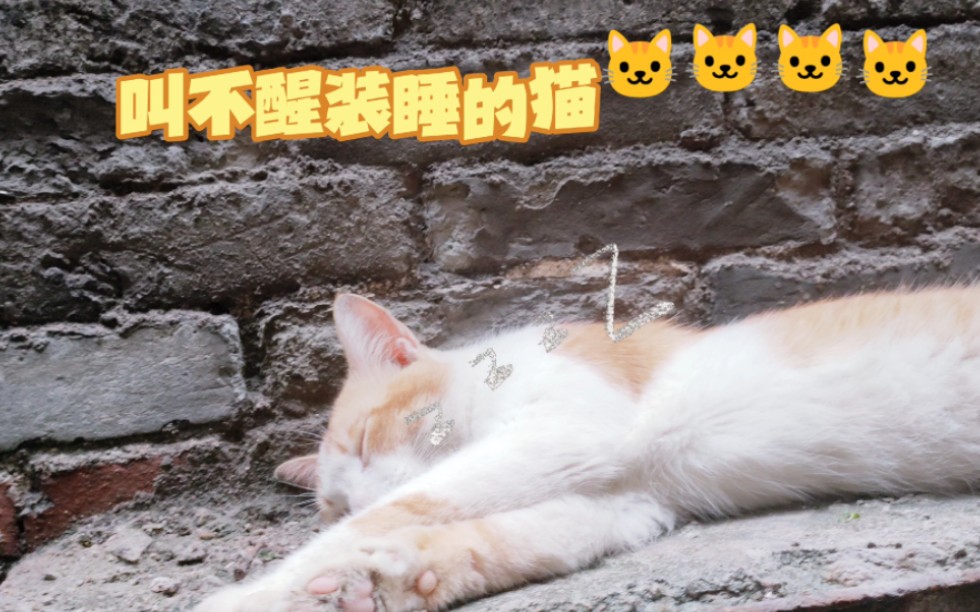 社恐的折木 | 猫陛下的生活很简单.哔哩哔哩bilibili