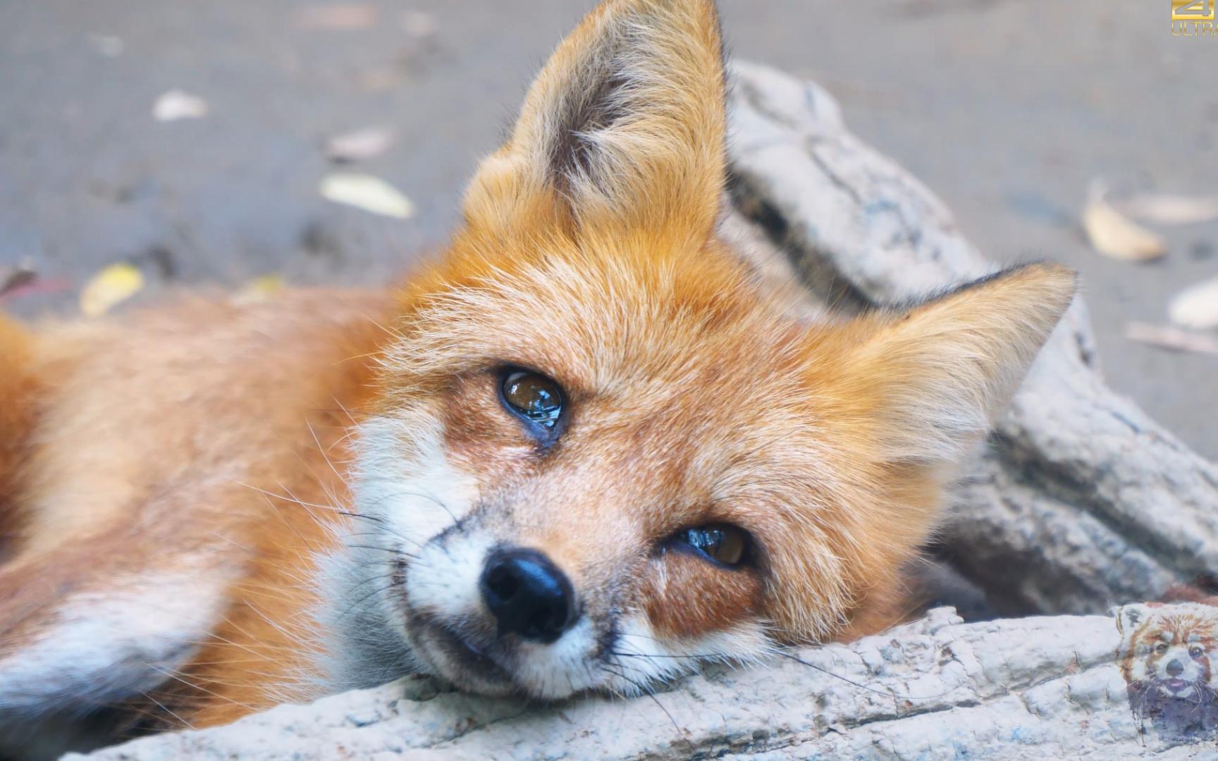 抬头微笑的样子好可爱 心都要被萌化了