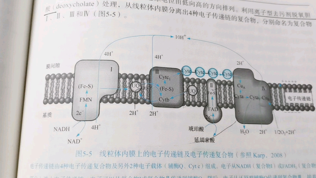 电子传递链哔哩哔哩bilibili