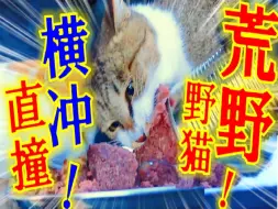 Video herunterladen: 如果你喂养一群野猫，就会发生可怕的事情！