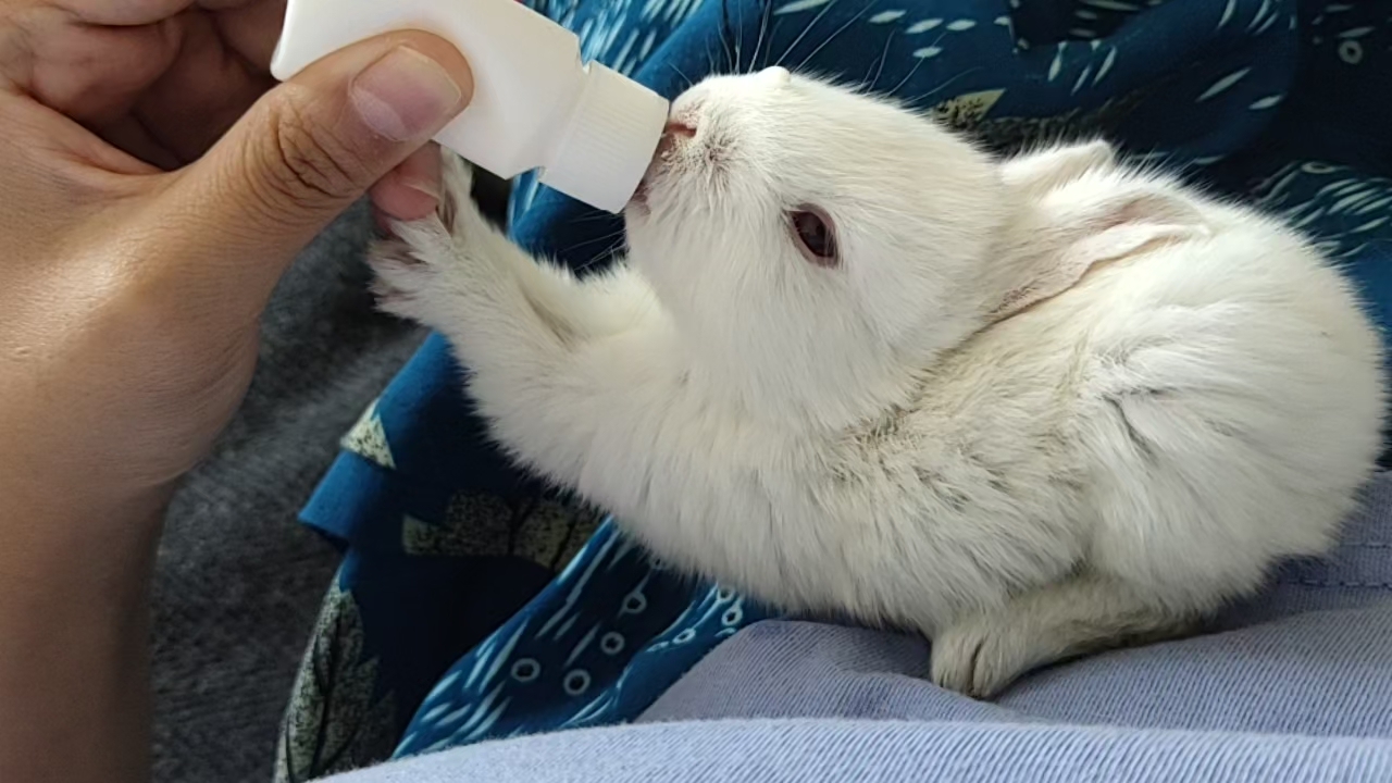 来听小兔子嘬奶的声音