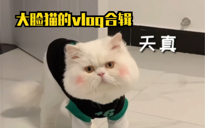 怎么会有这么可爱的大脸猫?大脸猫的vlog合辑哔哩哔哩bilibili