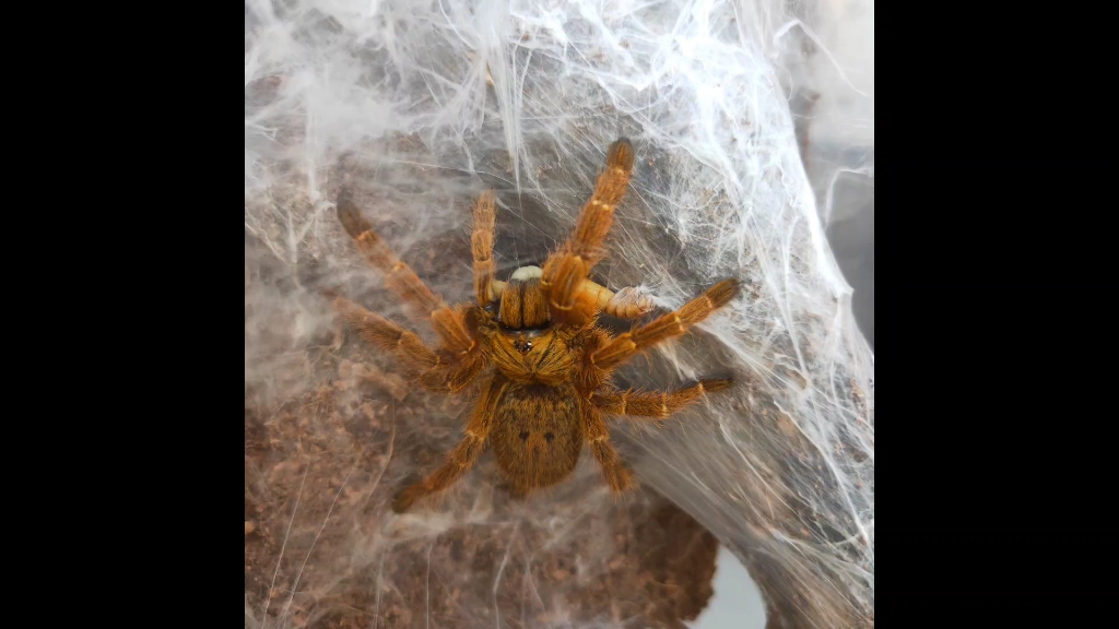 记录小蜘蛛的喂食日常(c8真好看)_哔哩哔哩_bilibili