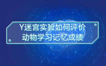 Y迷宫(型号:XRXY1032,上海欣软信息科技有限公司)由三个完全相同的臂互相成120Ⱗ𛄦ˆ的Y形实验设备.用于学习记忆等多项实验研究.哔哩哔哩...