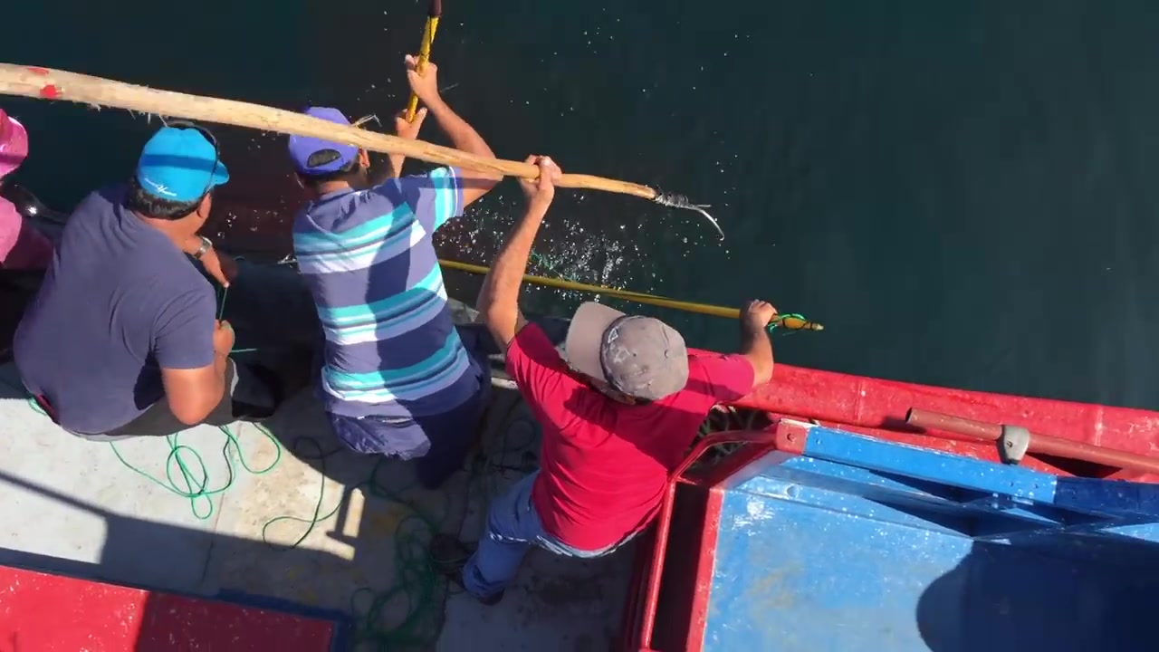 还有这种操作 拿着鱼叉去深海插剑鱼