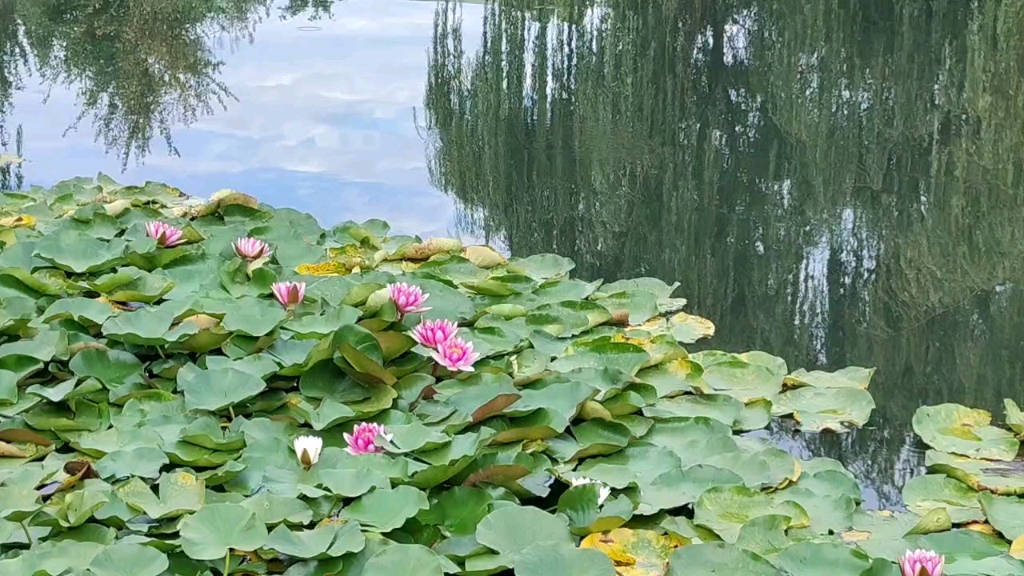 [图]减字木兰花（山路邀我）秋光正好，青山踏遍人未老。静怡无言，溜走时光含笑看。‘柳梢水左，每过风亭且独坐。往事如尘，却忆荷花是故人。