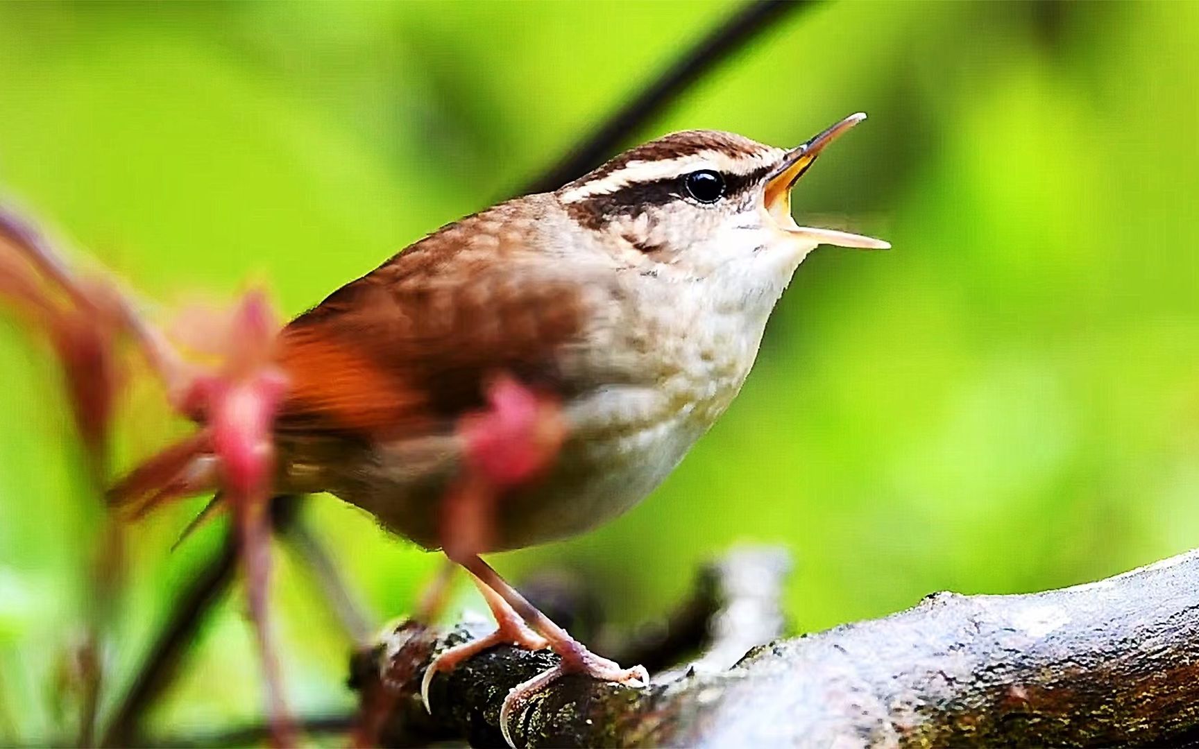 树莺都是鸣唱高手,7种树莺鸟叫声,你喜欢哪一种?_哔哩哔哩_bilibili