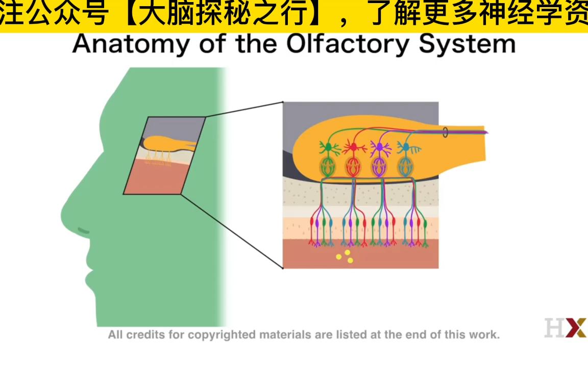 【哈佛大学】嗅觉系统的解剖解释哔哩哔哩bilibili