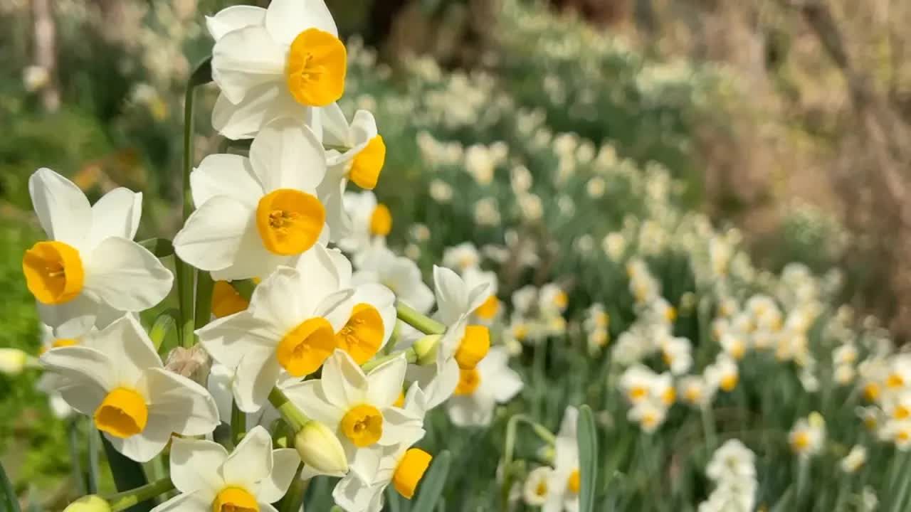 4k 充满水仙花清香的琴平公园 (2024/01/18)