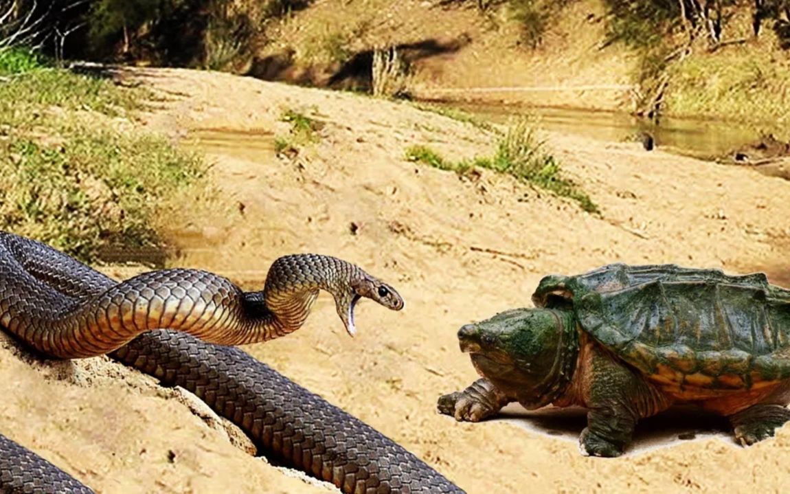 鳄龟大战水蛇究竟谁会胜出