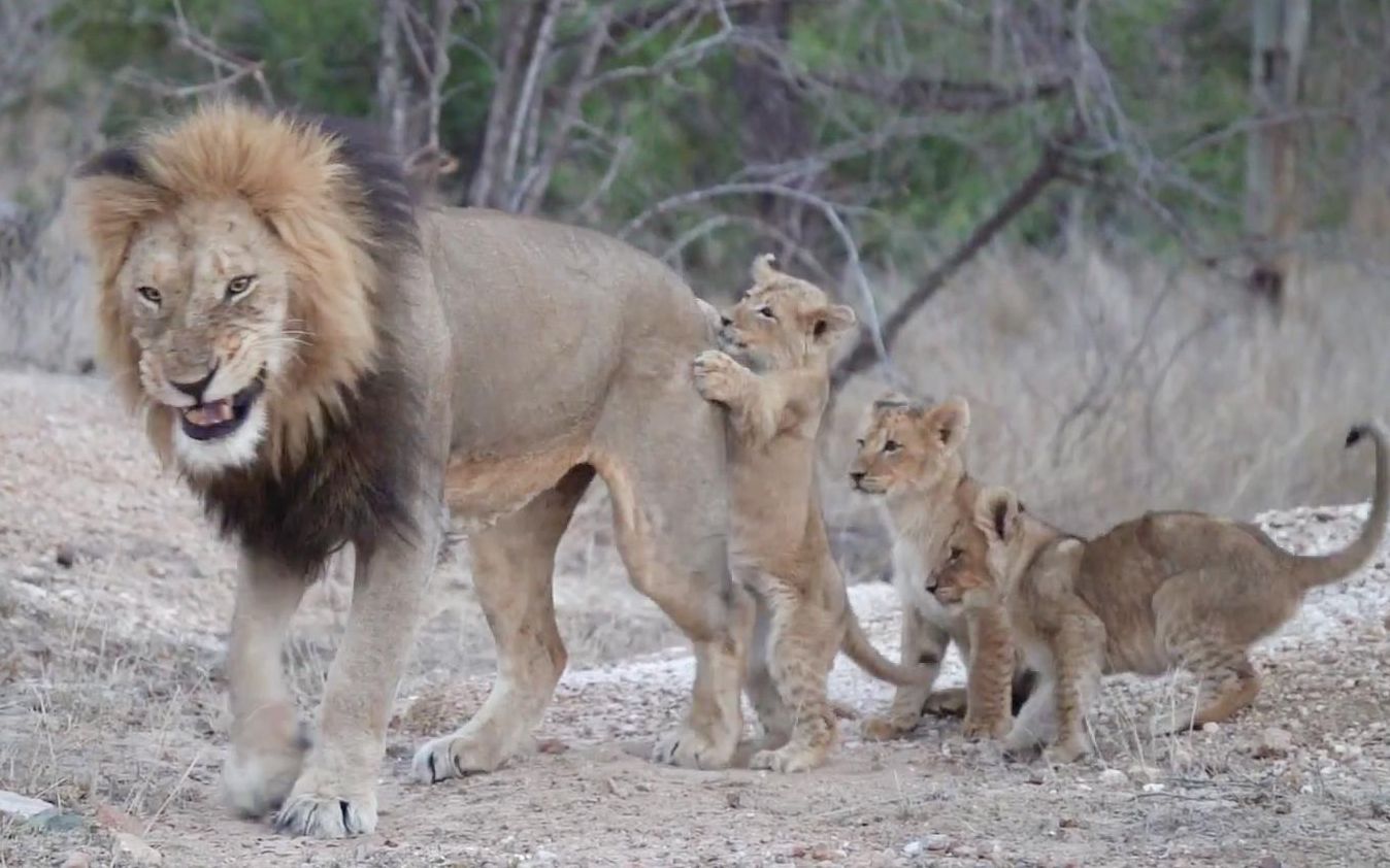 小狮子第一次见狮王父亲,熊孩子们上蹿下跳围着狮爸爸充满了好奇