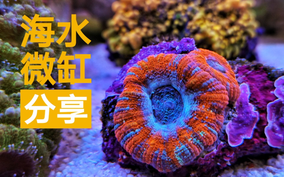 【海缸】海水微缸器材如果选择,一起来聊聊吧哔哩哔哩bilibili