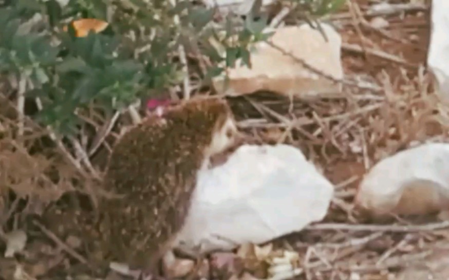 [图]摩洛哥小院野生刺猬逃跑记