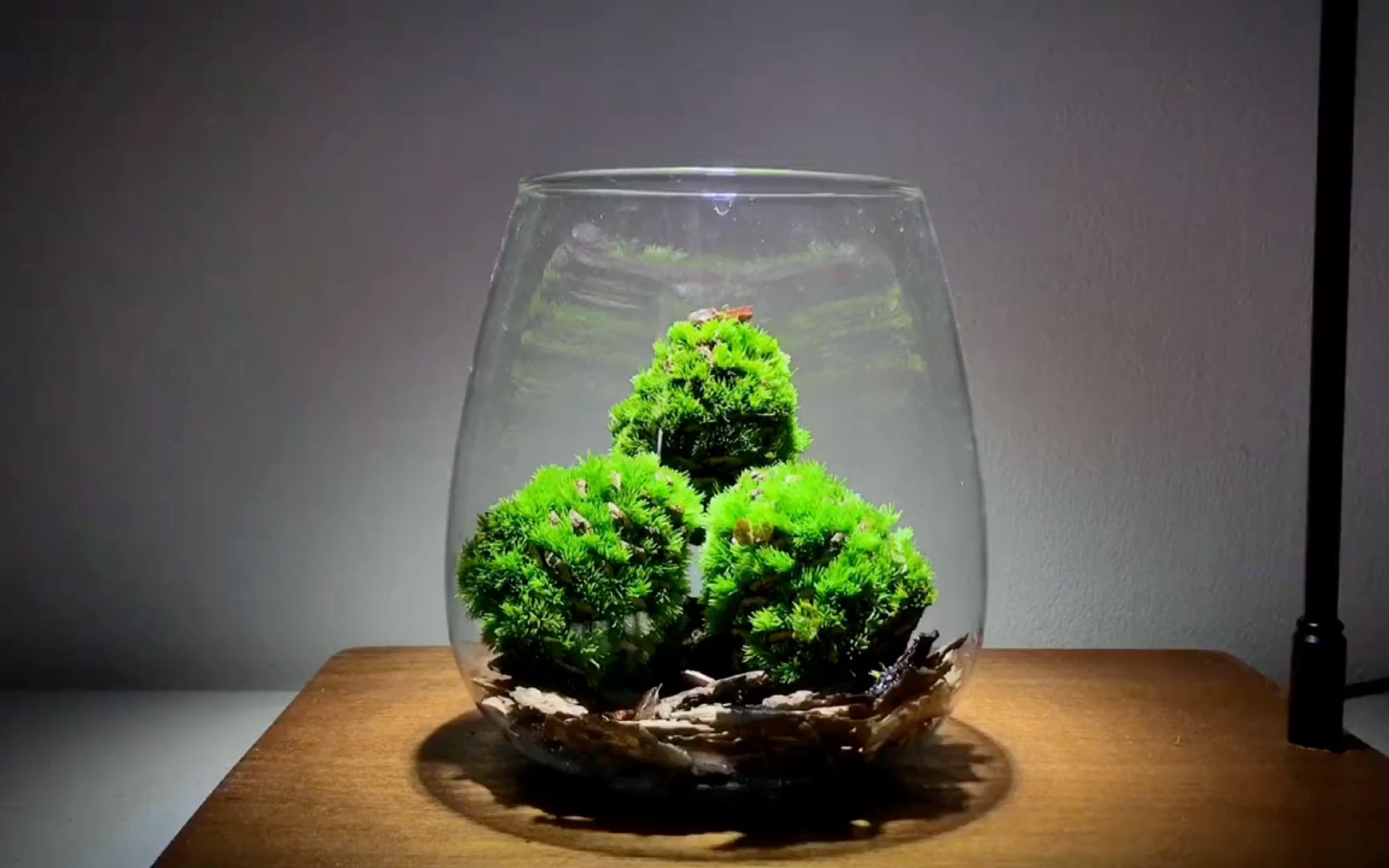 可爱的松果苔藓微景观制作教程来了