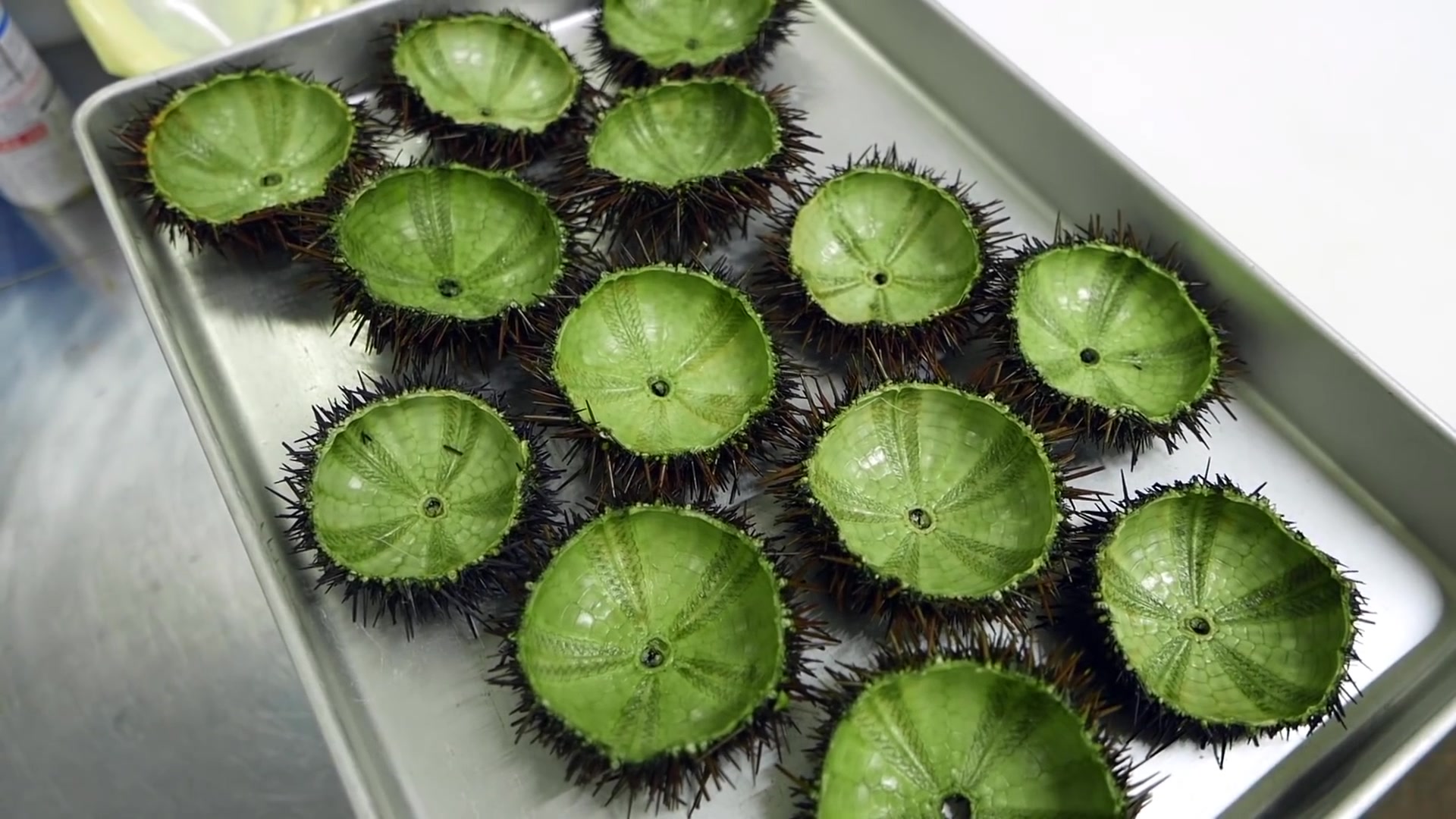 日本美食  红龙虾 蝎子蟹 蓝蟹 生鱼片 照寿司 日本哔哩哔哩bilibili