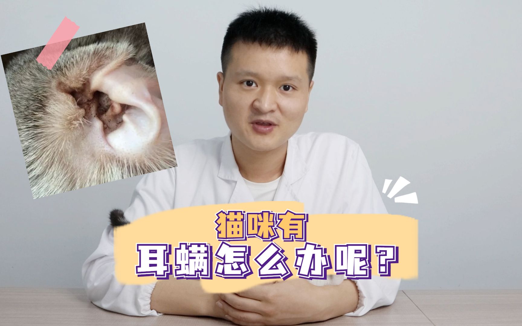 猫咪有“耳螨”怎么办呢?哔哩哔哩bilibili