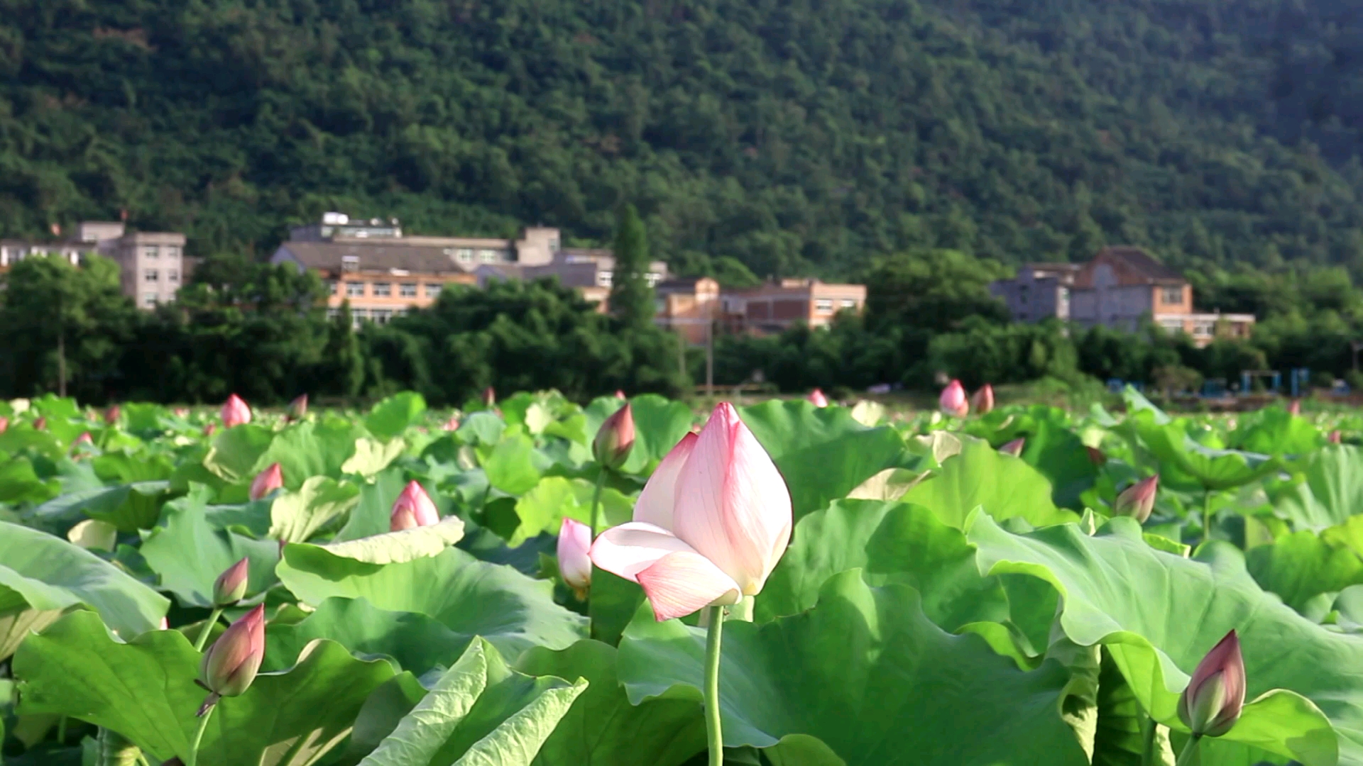 平阳水头附近的景点图片