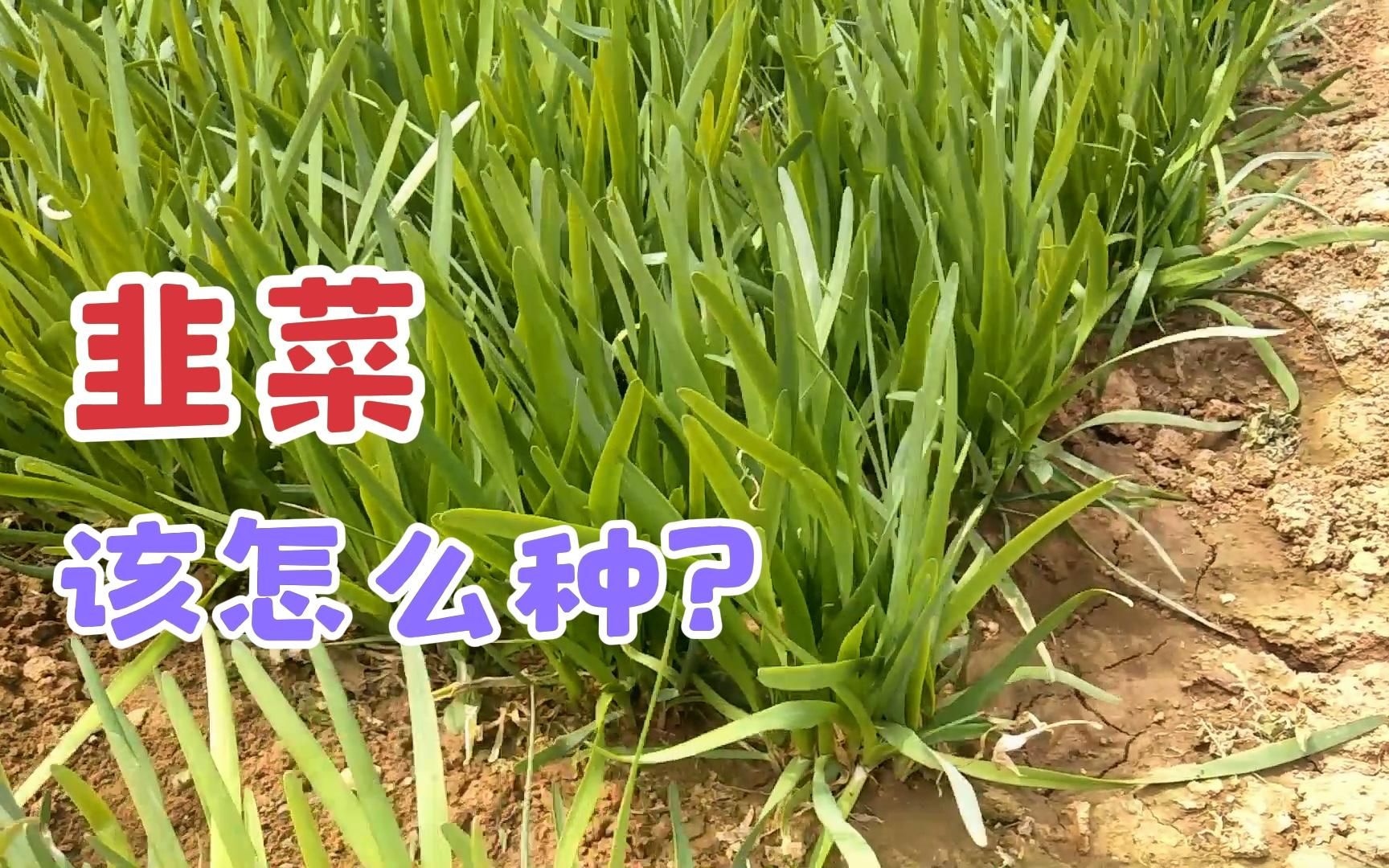 种韭菜很赚钱,怎样才能把韭菜种好?很多人都不知道哔哩哔哩bilibili