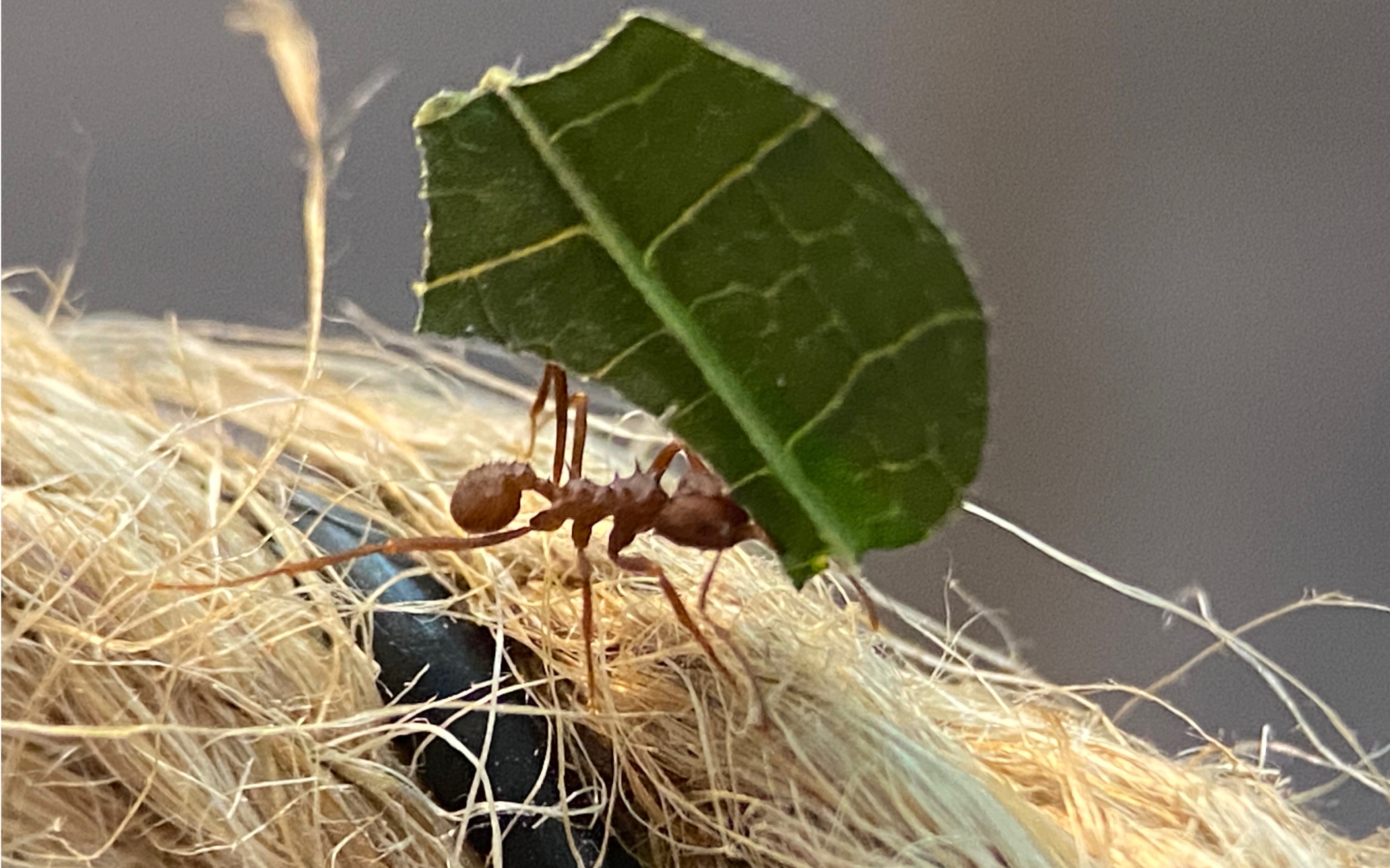 切叶蚁 小a 换巢之后的近况