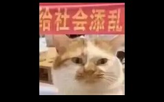 CAT3哔哩哔哩bilibili