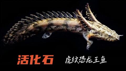 古代鱼 尼罗河恐龙王吃泥鳅 哔哩哔哩 Bilibili