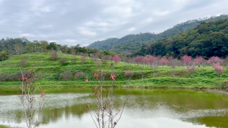 罗田岩森林公园图片