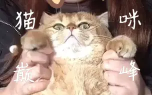 Download Video: 迷失于楼道の小猫咪