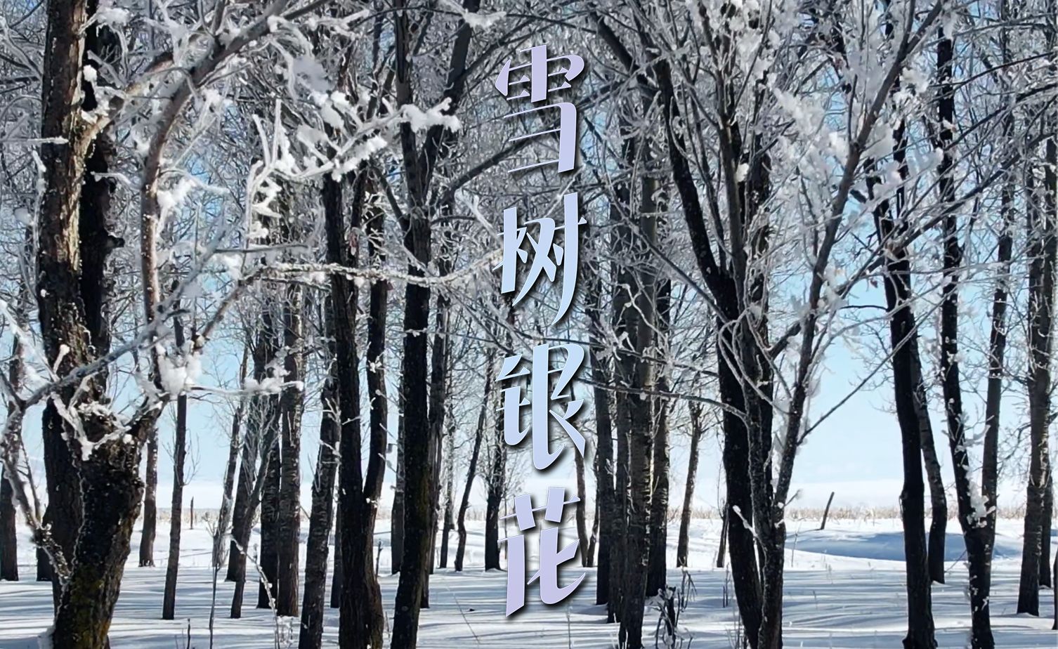 雪树银花|千树万树银花开