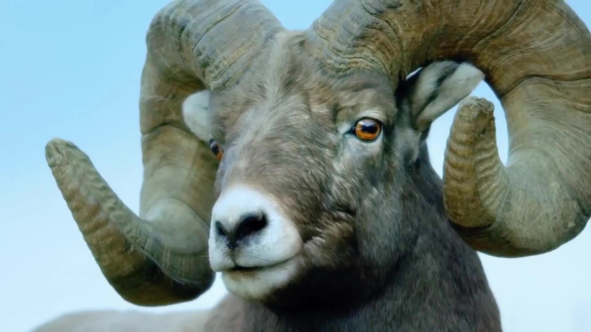 落基山雄性大角羊的求偶激战