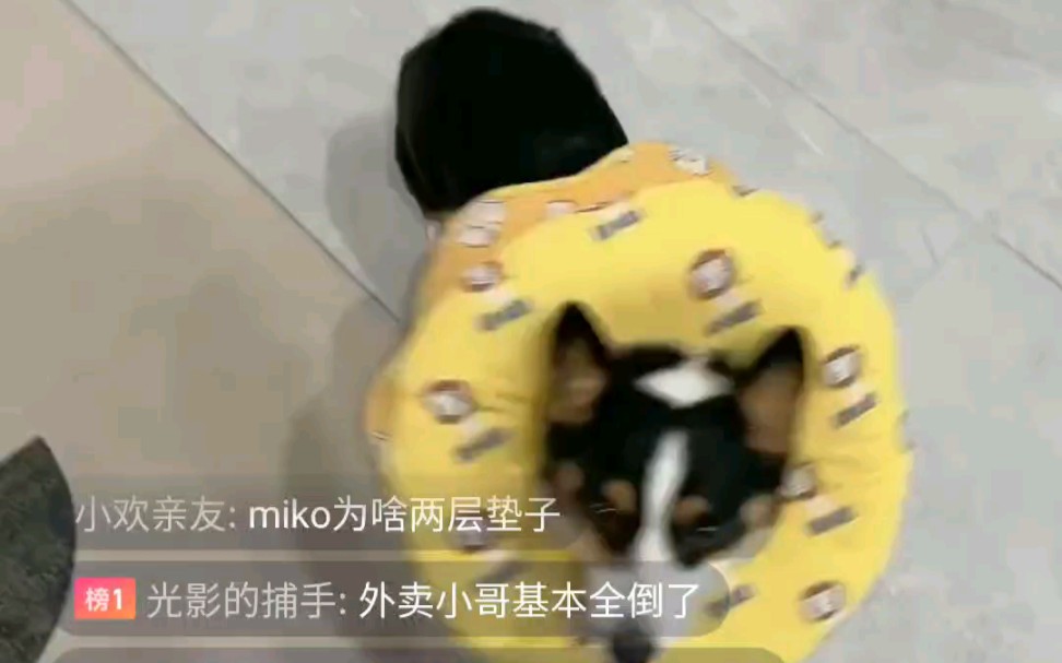 miko直播视频哔哩哔哩bilibili