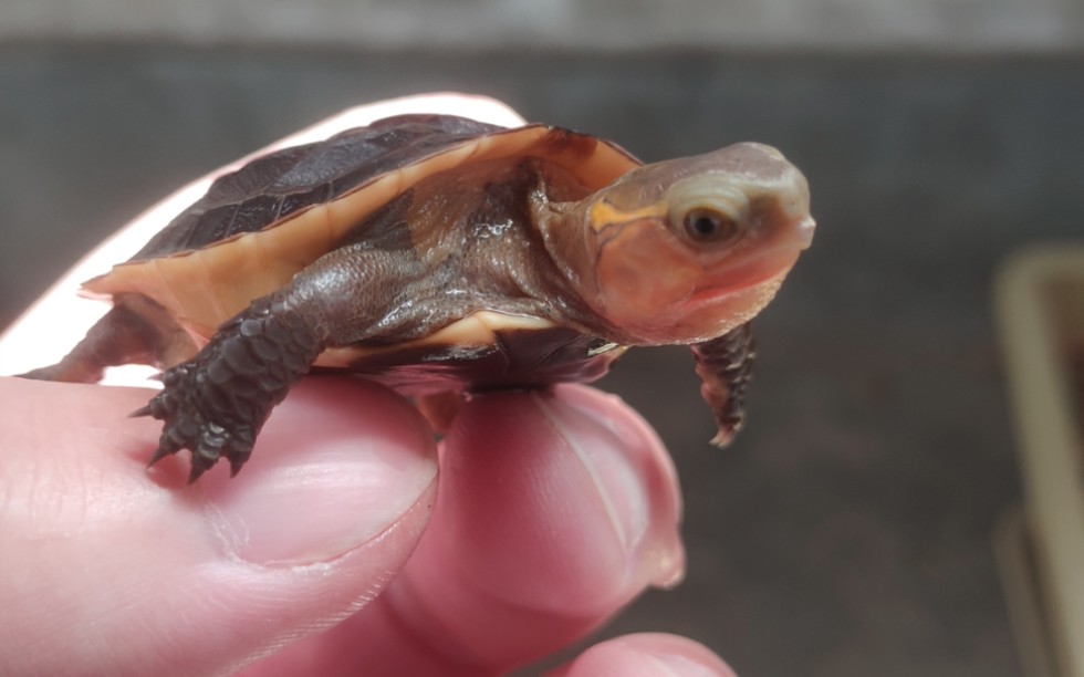 680元的安缘现在很好啊,谁说这不是安的,不过管它是不是,这龟体质就是