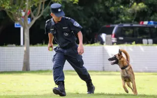 警犬种类 搜索结果 哔哩哔哩 Bilibili