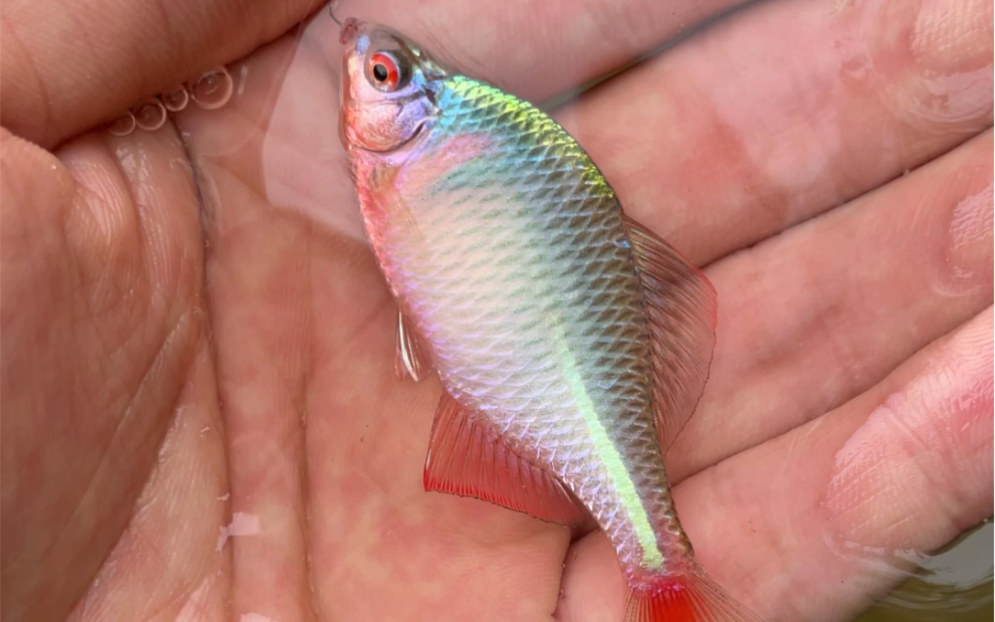 今天一条发色鳑鲏