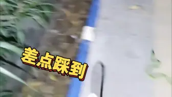 Tải video: 吓我一跳、吓它一跳、吓路人一跳！