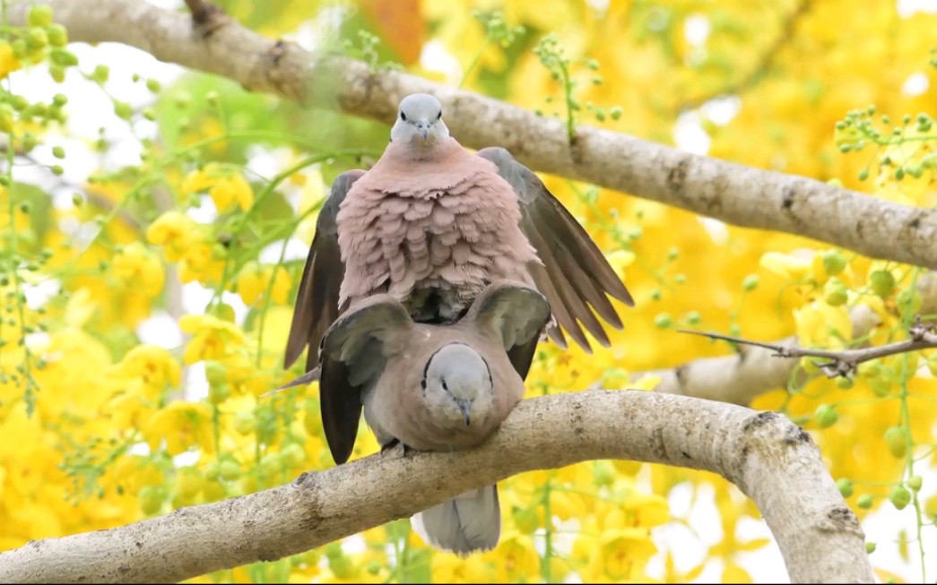 【火斑鸠/red turtle dove】大搞生产的肥鸠小两口哔哩哔哩bilibili