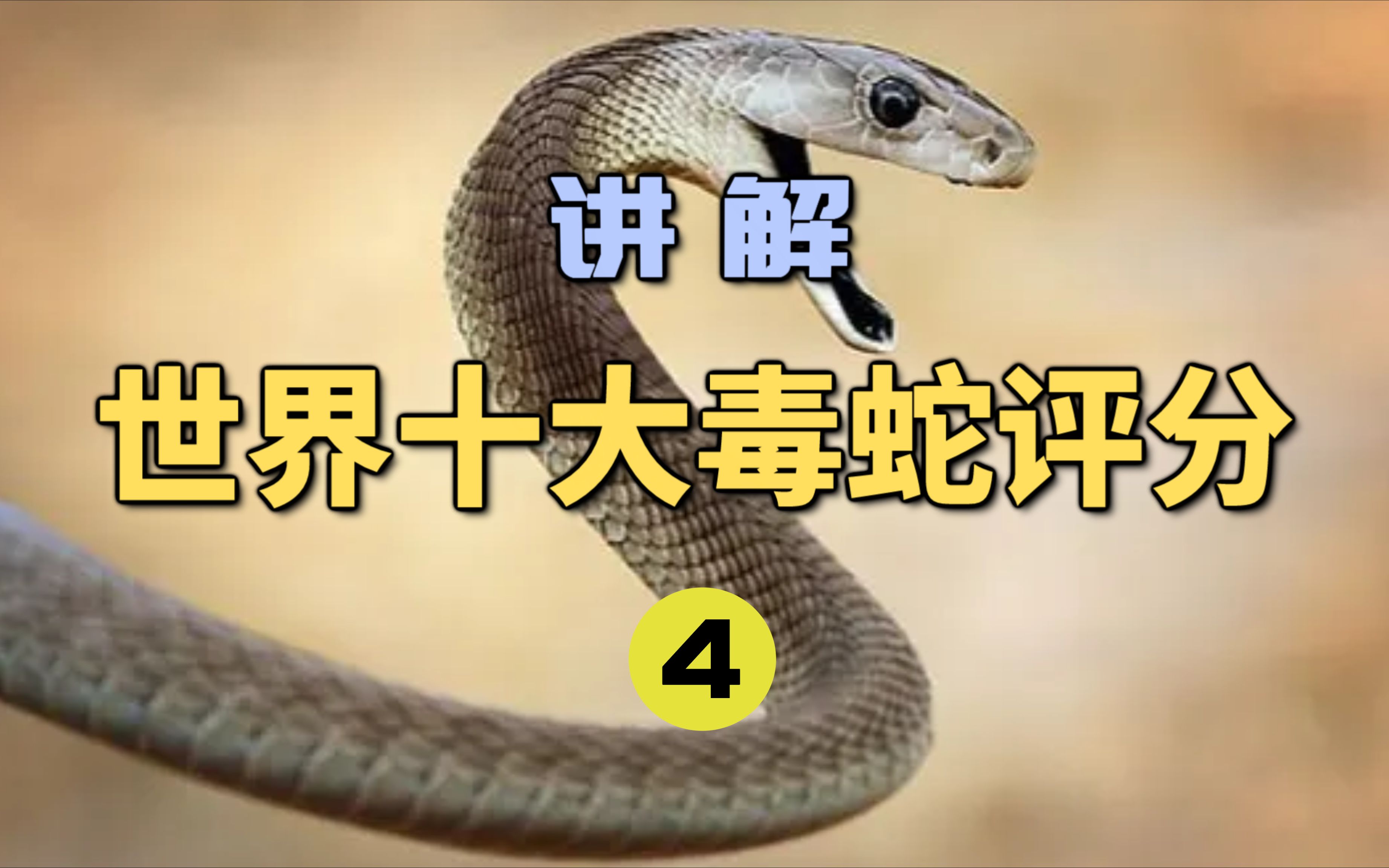 100%死亡率?揭露黑曼巴的真实实力!谁才是非洲南部最危险的毒蛇?哔哩哔哩bilibili