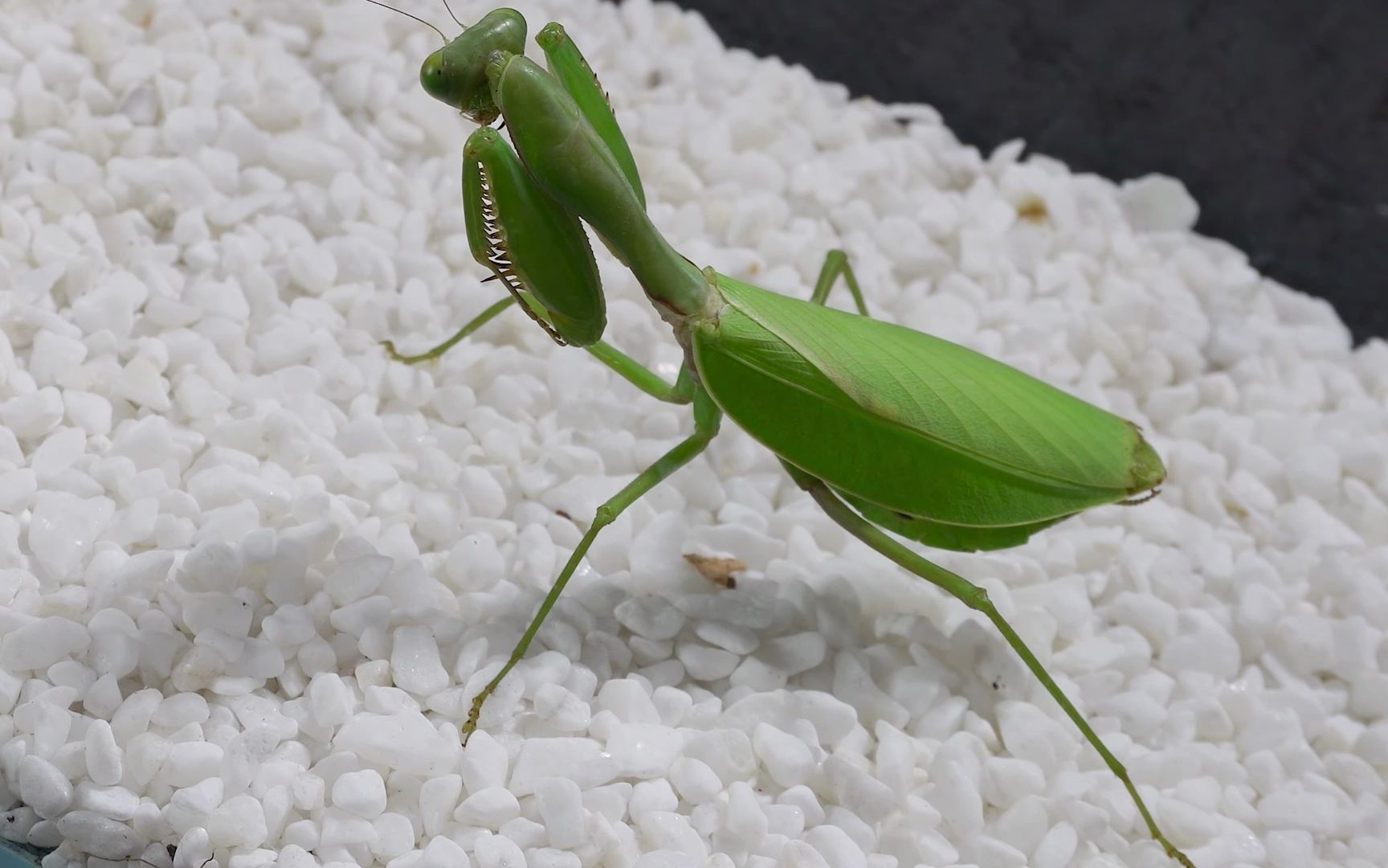 螳螂与一群蝗虫