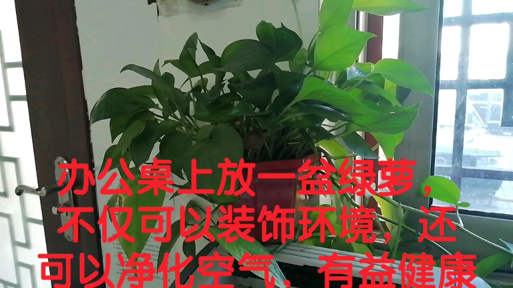 办公桌上放一盆绿萝,不仅可以装饰环境,还可以净化空气,有益健康哔哩哔哩bilibili