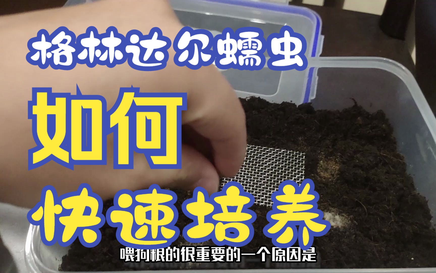 格林达尔蠕虫怎么培育?一个视频一分钟内教会你!