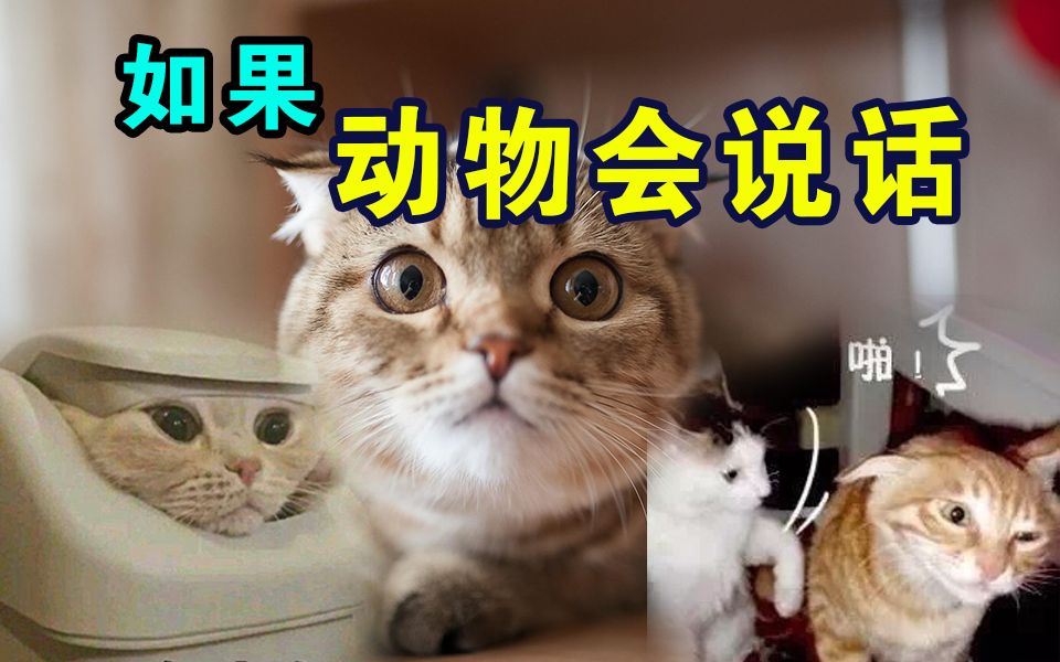 如果那些猫会说话千万不要跟声优斗表情包哔哩哔哩bilibili