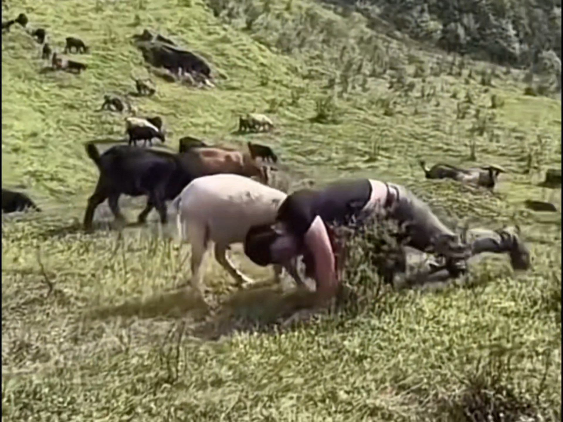 草原上的小羊羊,奔跑在青青的草地上