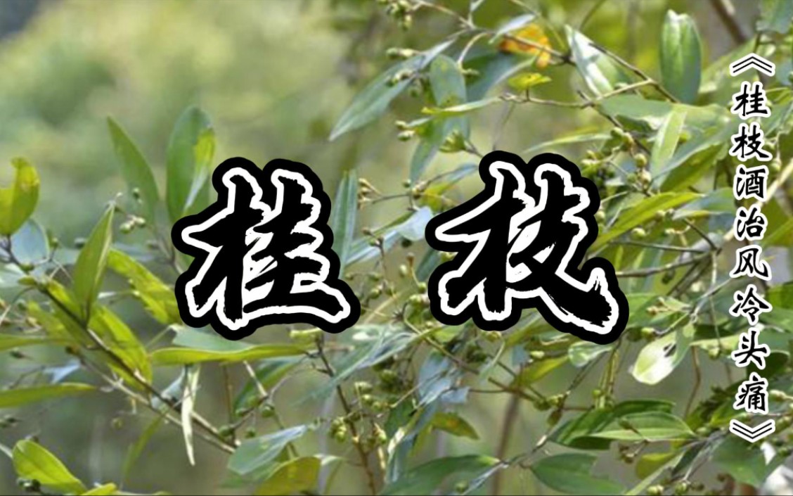 [图]《小郎中学医记》_桂枝_桂枝酒治风冷头痛