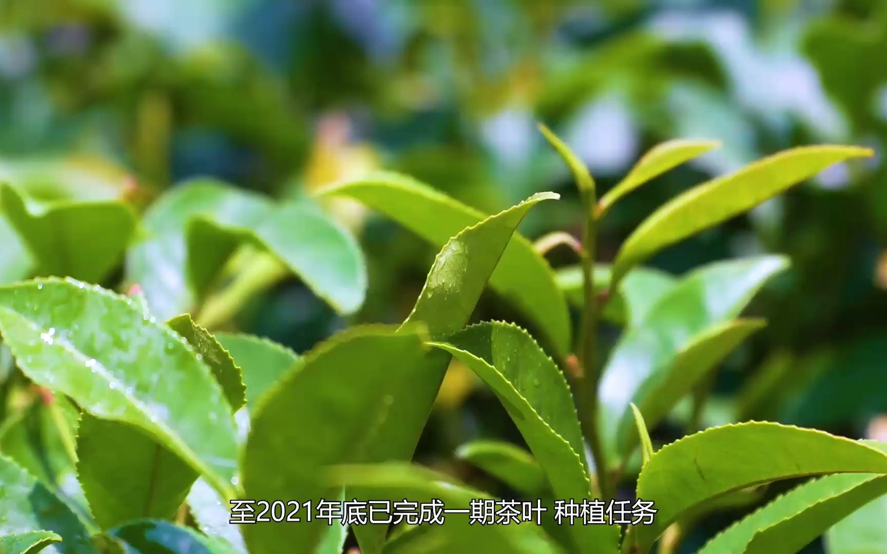 [图]《百里瑶山 茶韵飘香》广清连南万亩茶园