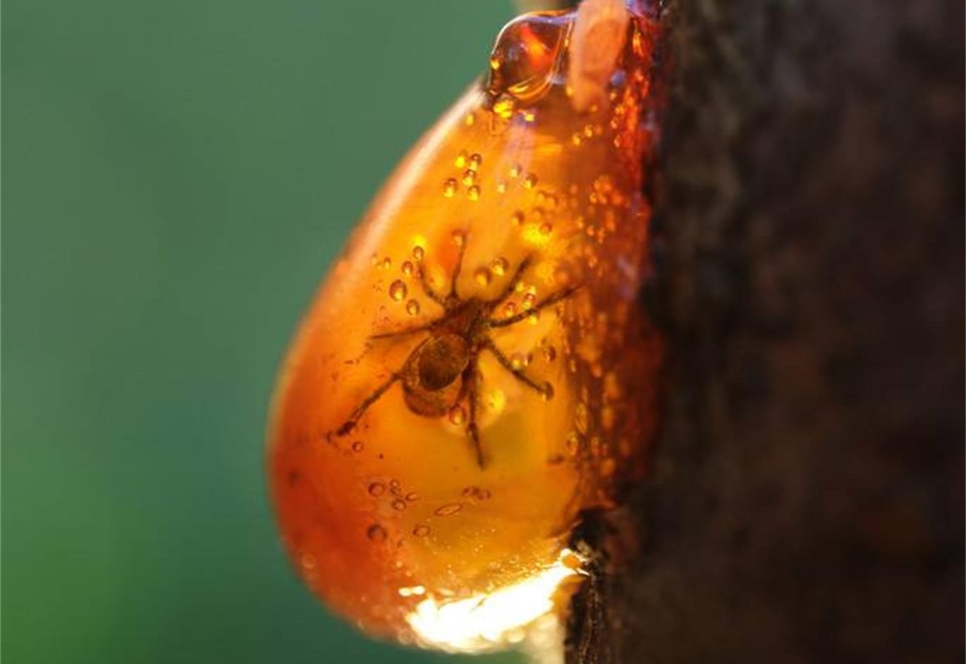 盘点琥珀中的精品虫珀满城尽带黄金甲