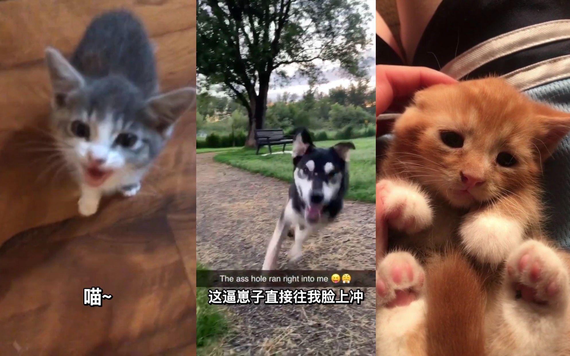 猛 男 必 看 系 列 /TikTok精选/外网抖音精选/萌宠/第21期哔哩哔哩bilibili