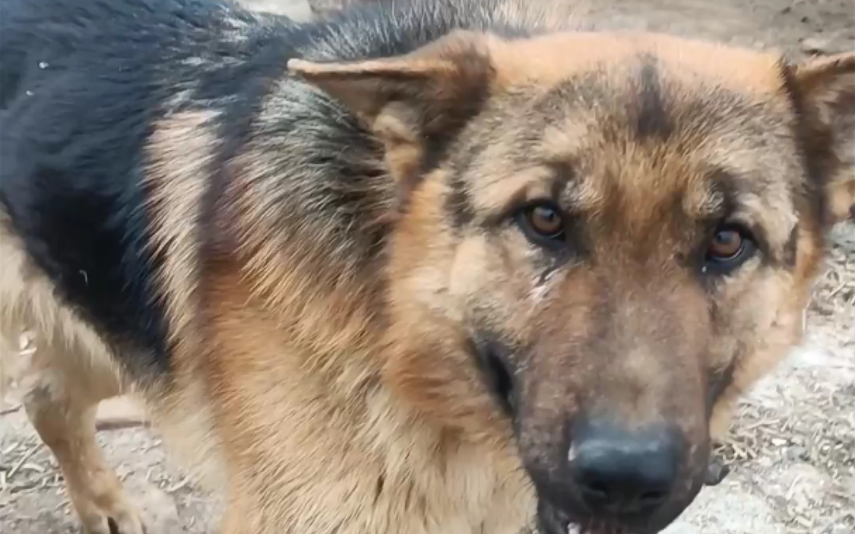 活动作品德牧系列大狗眉心一道黑还自带眼线这是什么黑化妆容