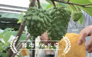 Download Video: 我的种植日记之#释迦果树的夏季修剪。院里的释迦果越长越细个，趁着暑期的尾巴，这样处理后我能收获1000g以上的大释迦果吗？