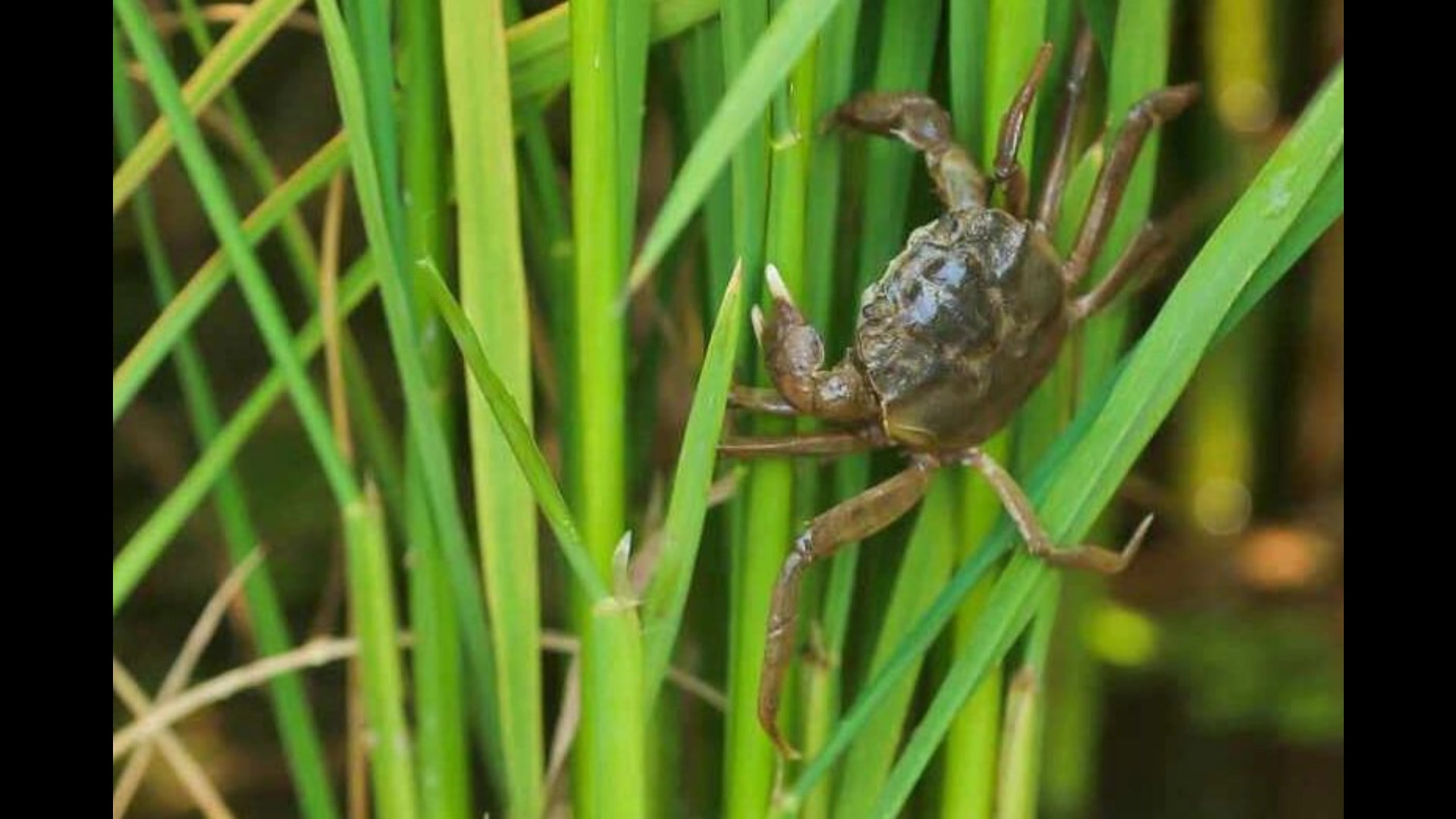 看盘锦稻田蟹味诱人间