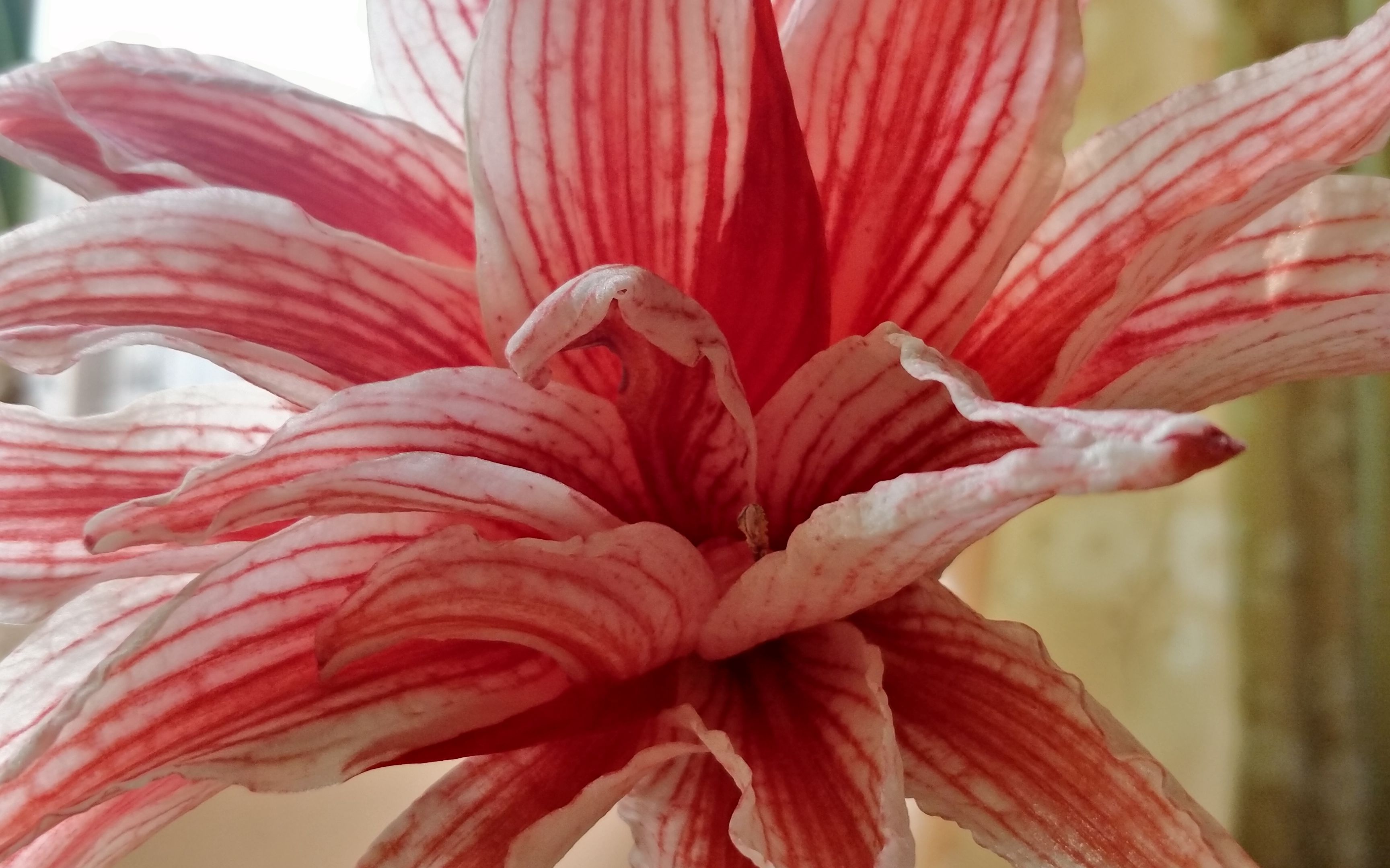 活动作品延迟摄影朱顶红多福莱特