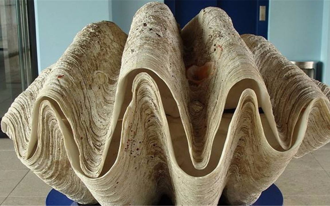 巨型海螺壳 灭绝图片